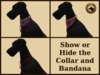 Vkc black great dane marketplace advert 04