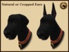 Vkc black great dane marketplace advert 08