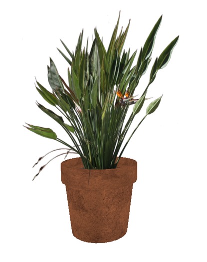 Bird's Nest Fern
