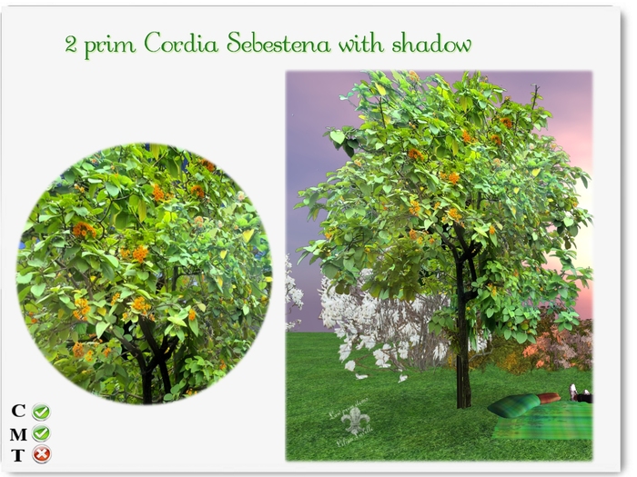 Cordia Sebestena with shadow-CM