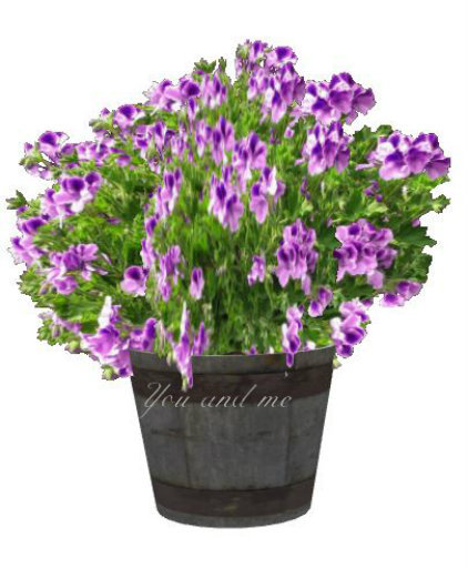 purple geranium in a barrel 