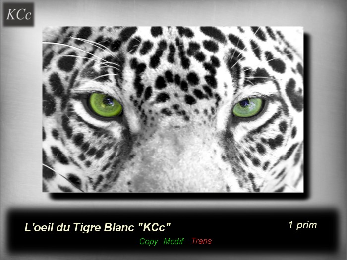 L'oeil du Tigre Blanc "KCc"