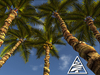 Fully sculpted palm trees - 5 pcs - 2prims each -M/T