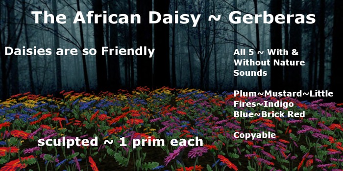 The African Daisy FAT PACK*