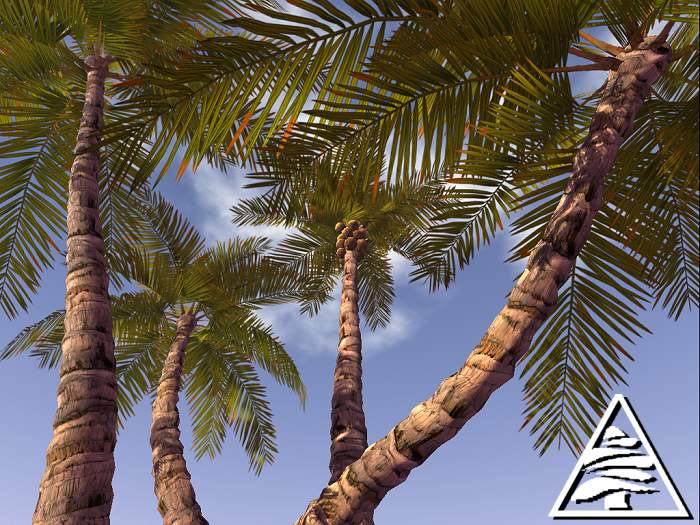 Palm trees COPY MODIFY