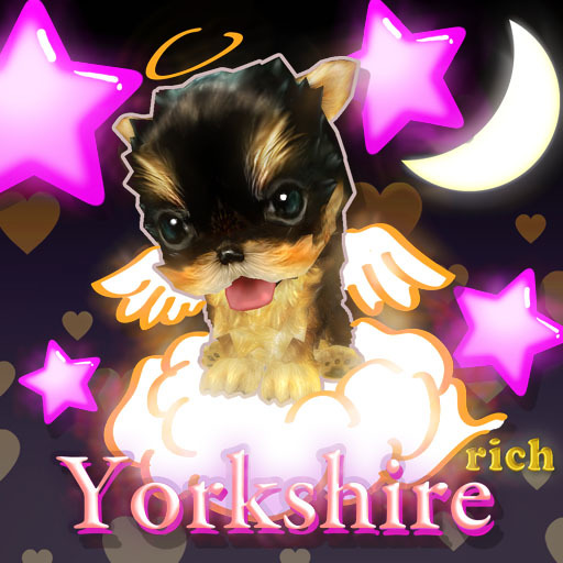 A.I.F YORKSHIRE RICH PUPPY