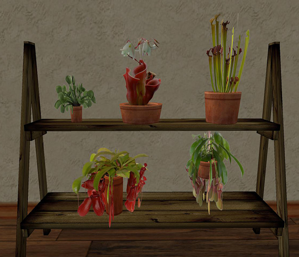 Norbo's  Insect Eating Plants