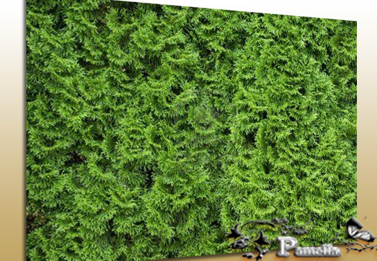 Texture 5013949-green-thuja