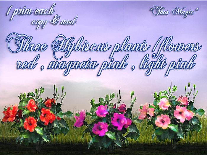 *Thus Magic* ~THREE Hybiscus flower/plants (BOX)