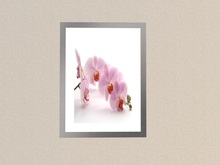 Framed Picture * Orchidee