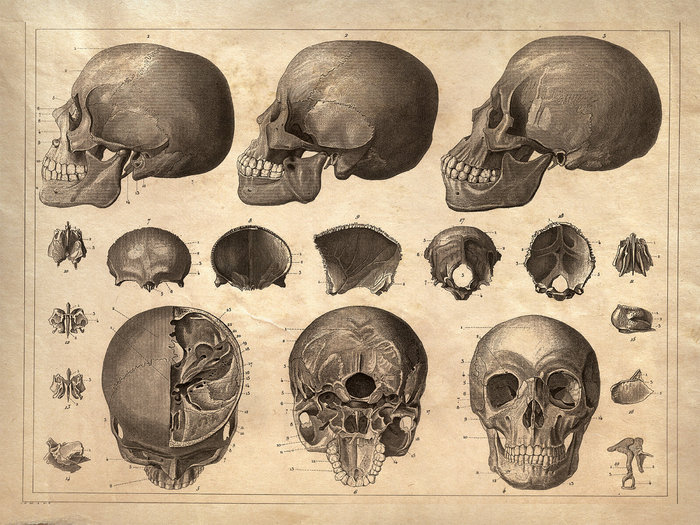 skull poster