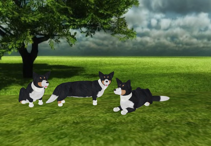 Welsh Corgi - Cardigan - Tri-Color Scripted and Animated Dog