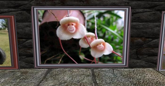 RC Wallart, Monkey Face Orchids