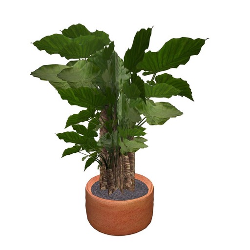 Jatropa Potted Plant