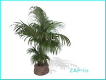 ZAP-In basket Kentia Palm, shadow