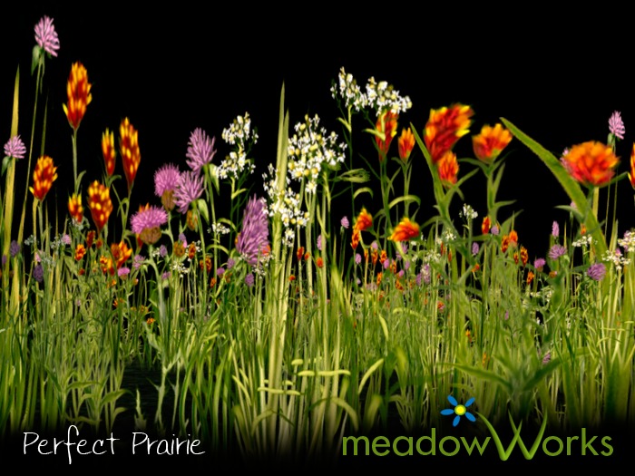 Wildflowers Perfect Prairie 6 pack TRANS