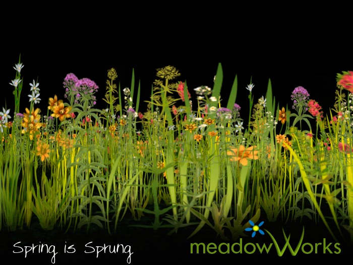 Wildflowers Spring is Sprung 6 pack COPY