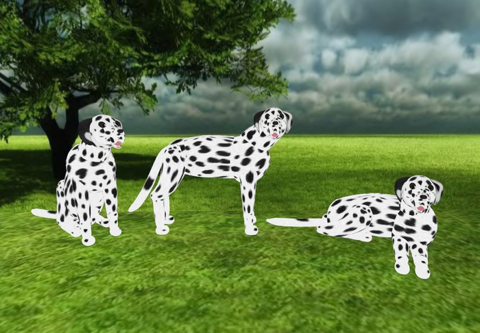 Dalmatian Scripted and Animated Dog