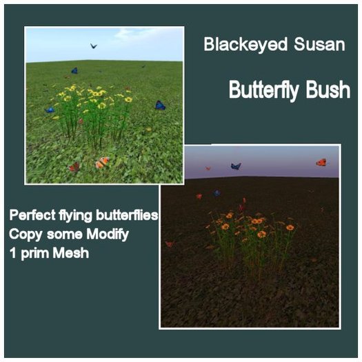 Brown Eye Susan Butterfly Bush