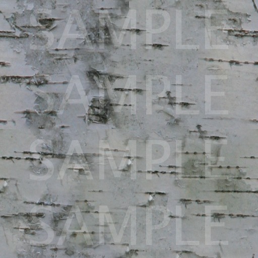 Birch texture seamless