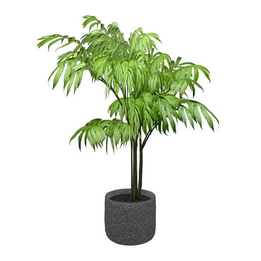 Mountain Palm - Chamaedorea Potted Plant