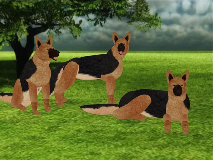 German Shepherd Scripted and Animated Dog