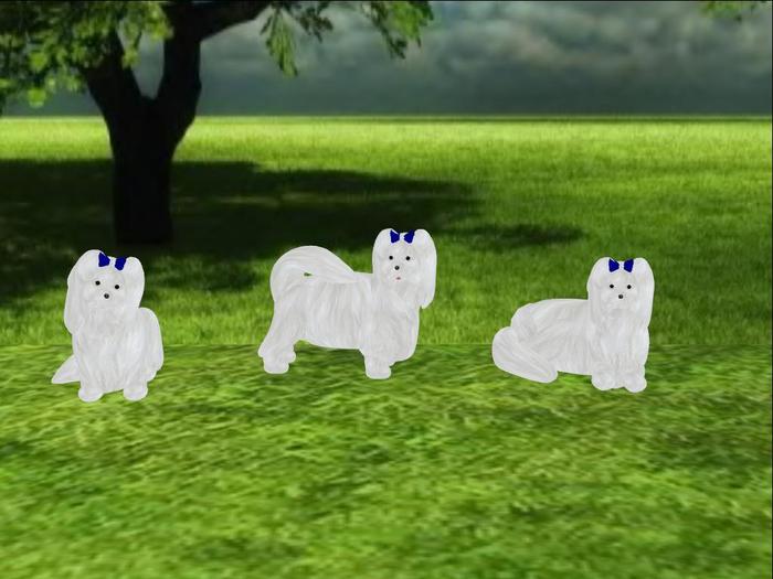 Maltese Scripted and Animated Dog