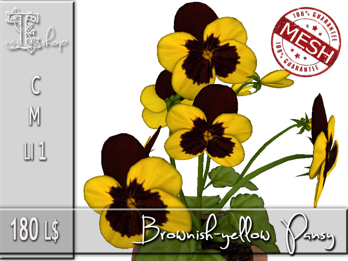 Brownish-yellow Pansy MC