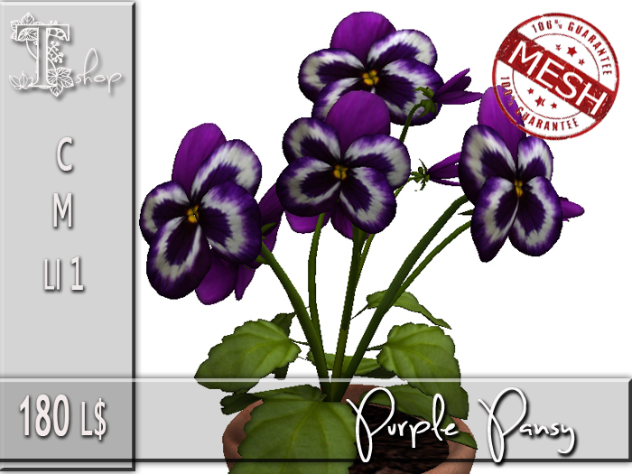 Purple Pansy MC