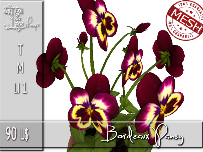 Bordeaux Pansy MT