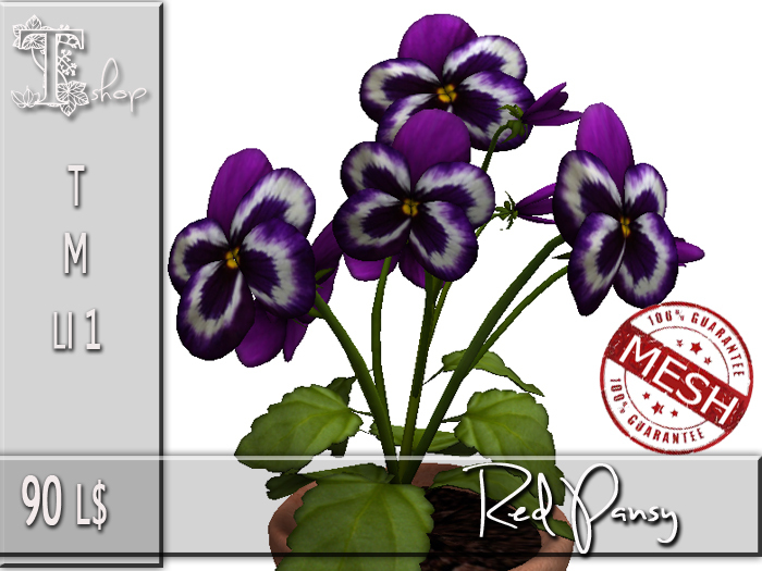 Purple Pansy MT
