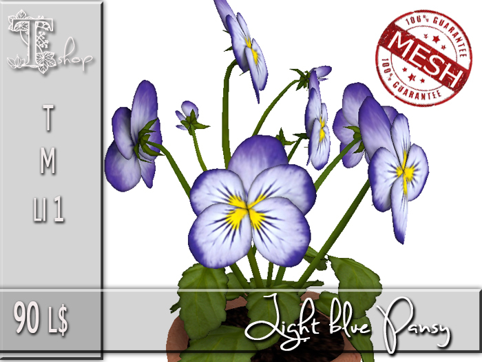 Light blue Pansy MT