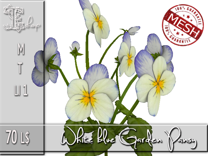 White blue Garden Pansy MT
