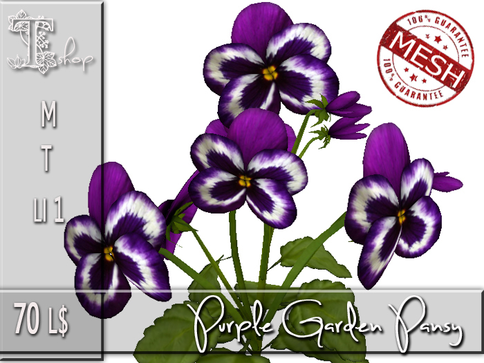 Purple Garden Pansy MT