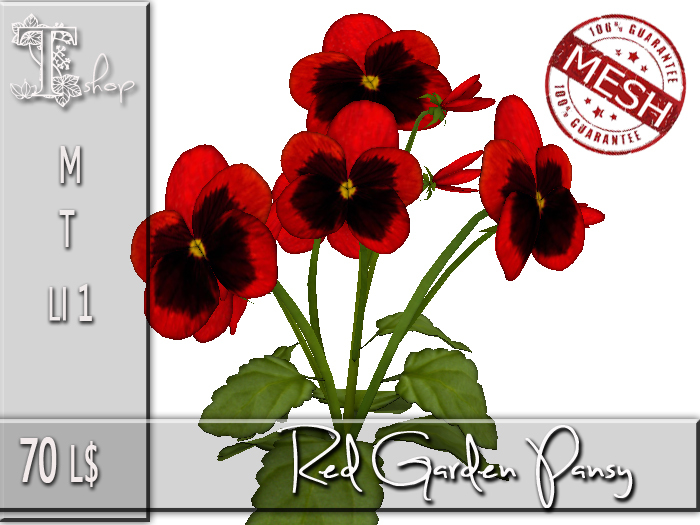 Red Garden Pansy MT