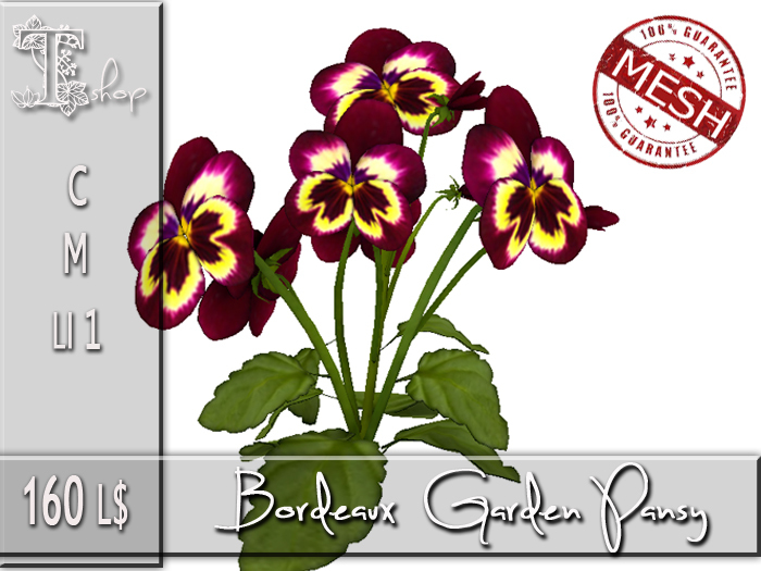 Bordeaux Garden Pansy MC