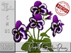Purple garden pansy mc