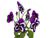 Purple pansy 1
