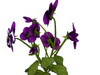 Purple 2