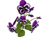 Purple 3