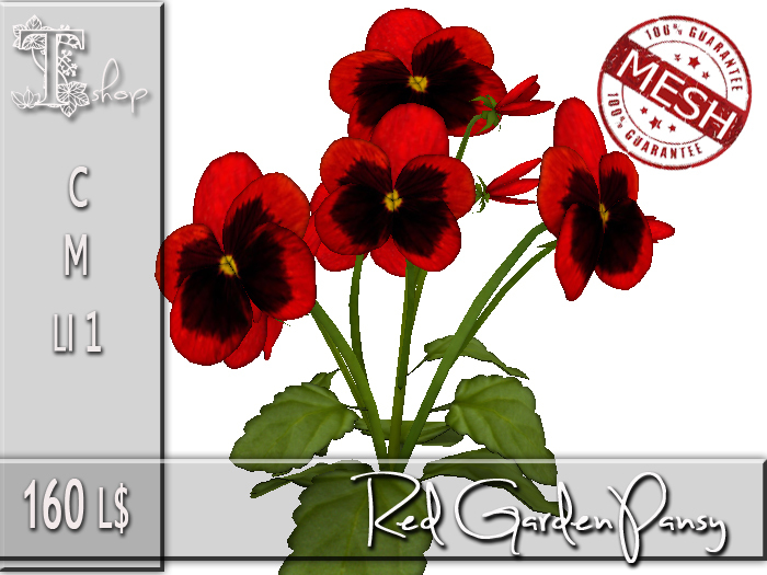 Red Garden Pansy MC