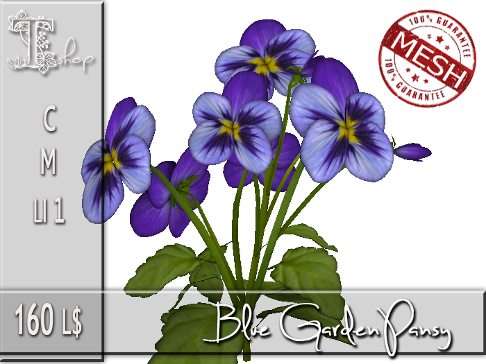 Blue Garden Pansy MC