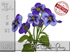 Blue garden pansy mc