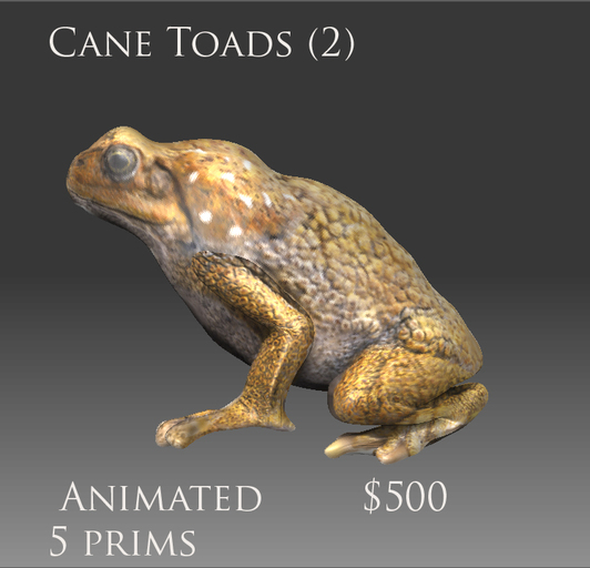 cane toad 3  plus follow pet
