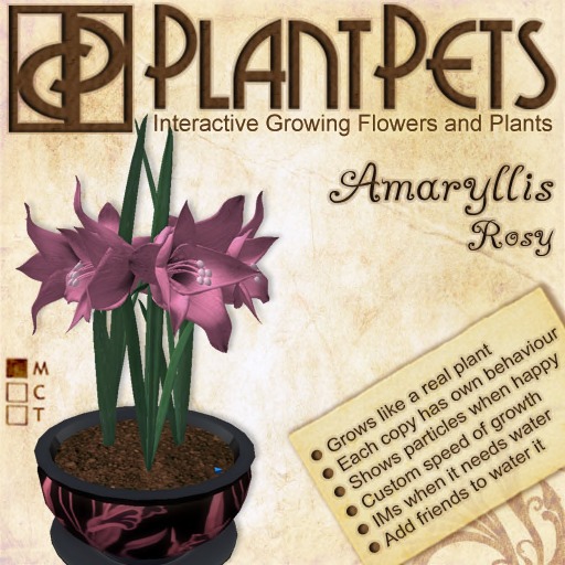 PlantPet Seed [Amaryllis *Big White*]