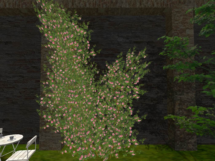 Old Rose  which accompanies_pink