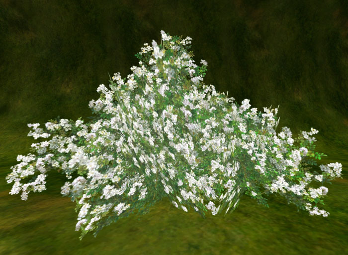 Wild Rose  white 野茨