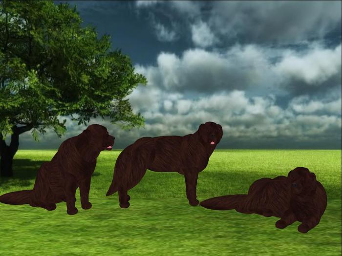 Newfoundland - Brown Scripted and Animated Dog