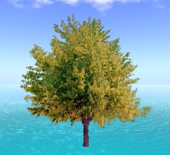 tree 2.V