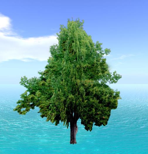 tree 4.V